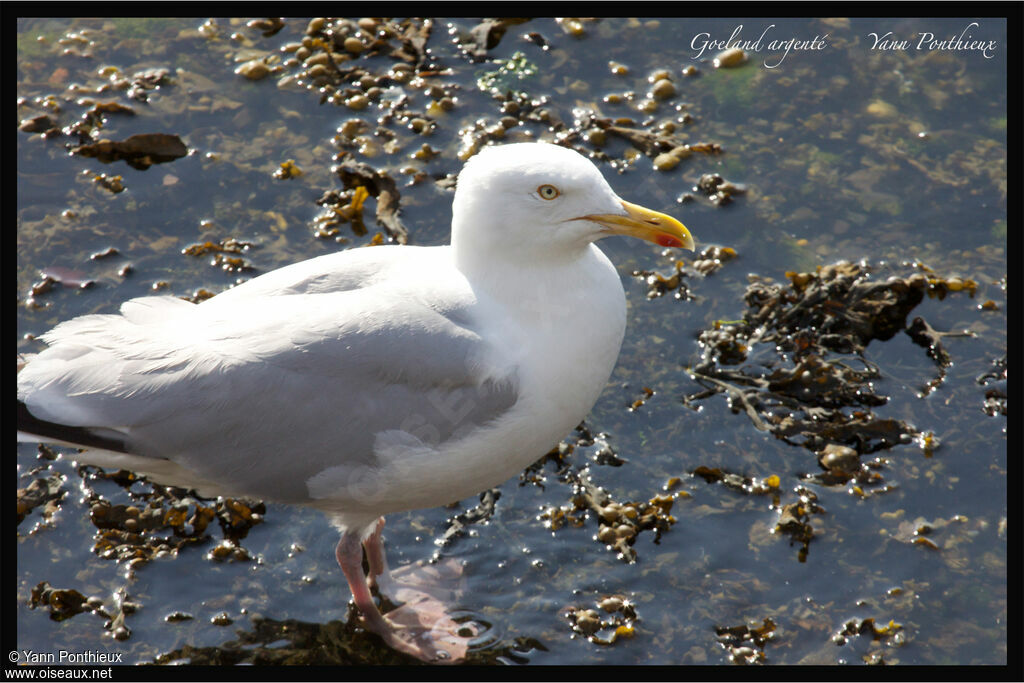 European Herring Gulladult breeding