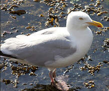 European Herring Gull