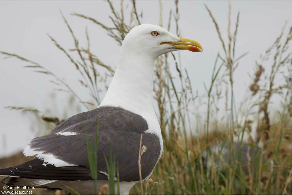 Lesser Black-backed Gulladult breeding