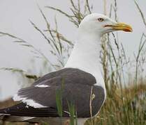 Lesser Black-backed Gull