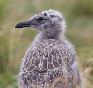 Lesser Black-backed Gull