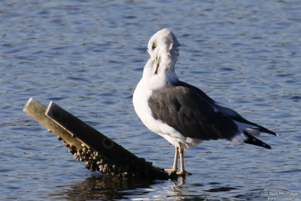 Lesser Black-backed Gull