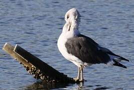 Lesser Black-backed Gull