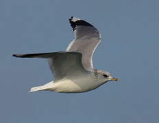 Common Gull