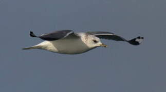 Common Gull