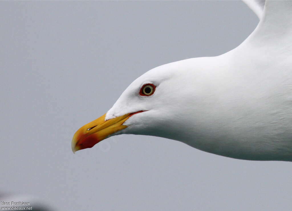 Yellow-legged Gulladult, close-up portrait