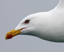 Yellow-legged Gull