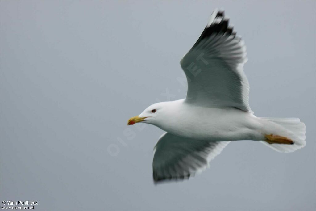 Yellow-legged Gulladult post breeding, Flight