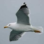 Yellow-legged Gull