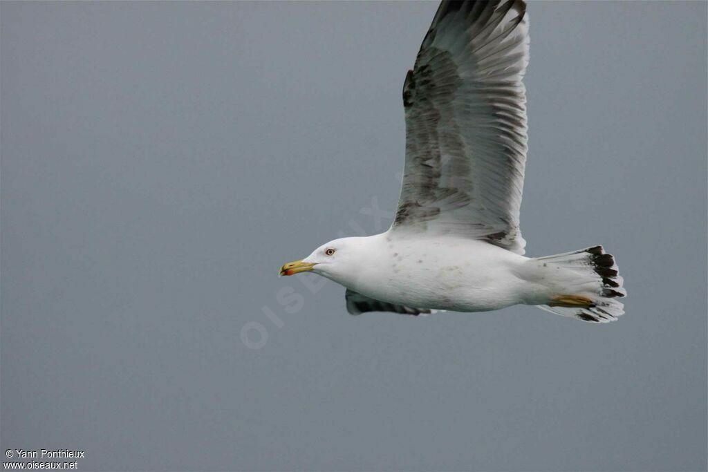 Yellow-legged GullThird  year, Flight