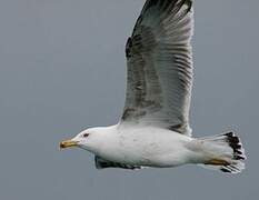 Yellow-legged Gull