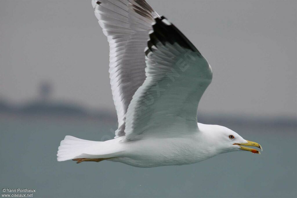 Yellow-legged Gulladult post breeding, Flight