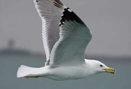 Yellow-legged Gull