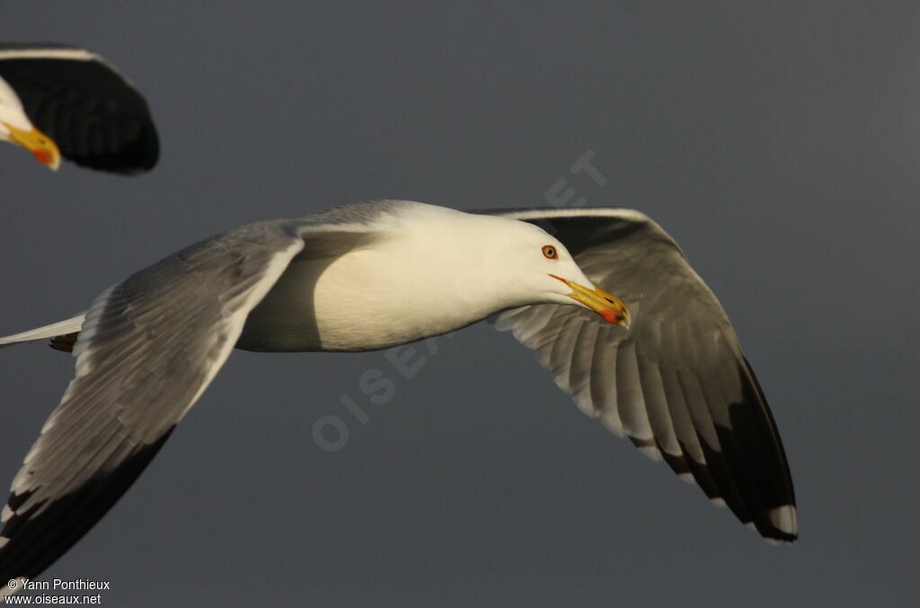 Yellow-legged Gull