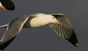 Yellow-legged Gull