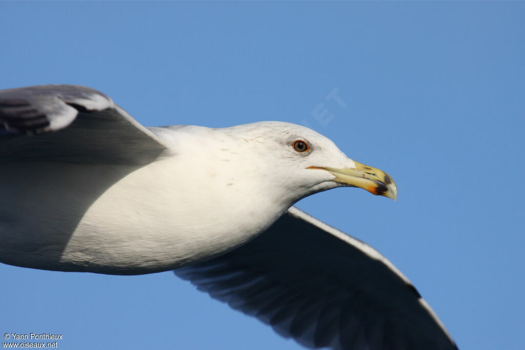 Yellow-legged Gull