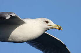 Yellow-legged Gull