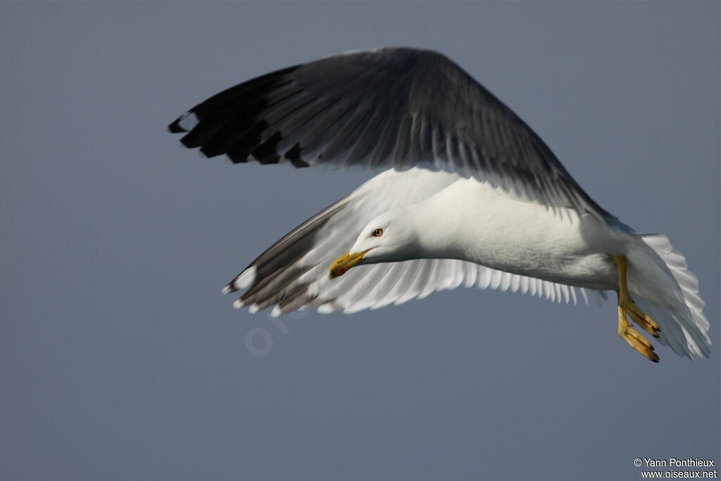 Yellow-legged Gulladult