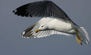 Yellow-legged Gull