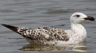 Great Black-backed Gull