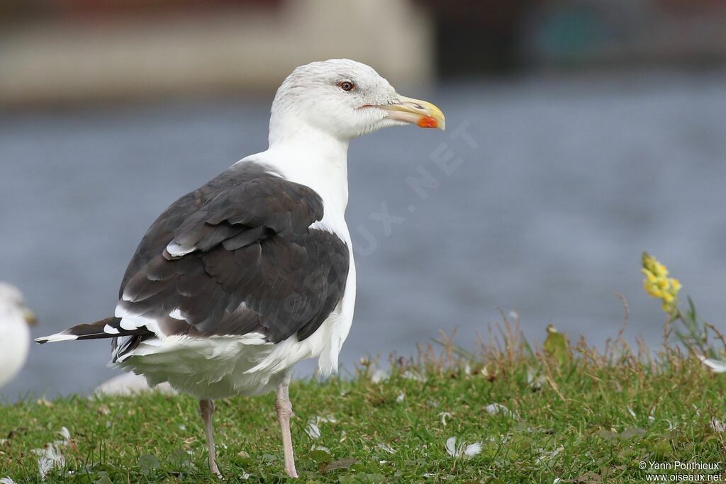 Goéland marinadulte