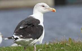 Great Black-backed Gull