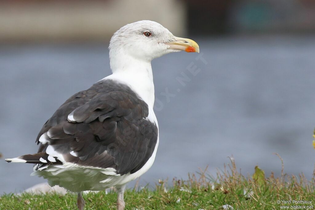 Goéland marinadulte