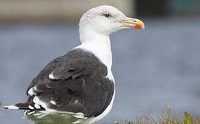 Great Black-backed Gull