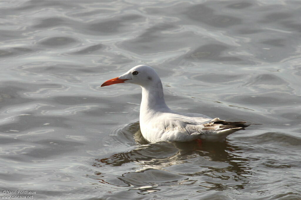 Slender-billed GullFirst year