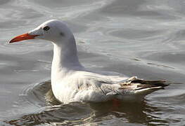 Slender-billed Gull