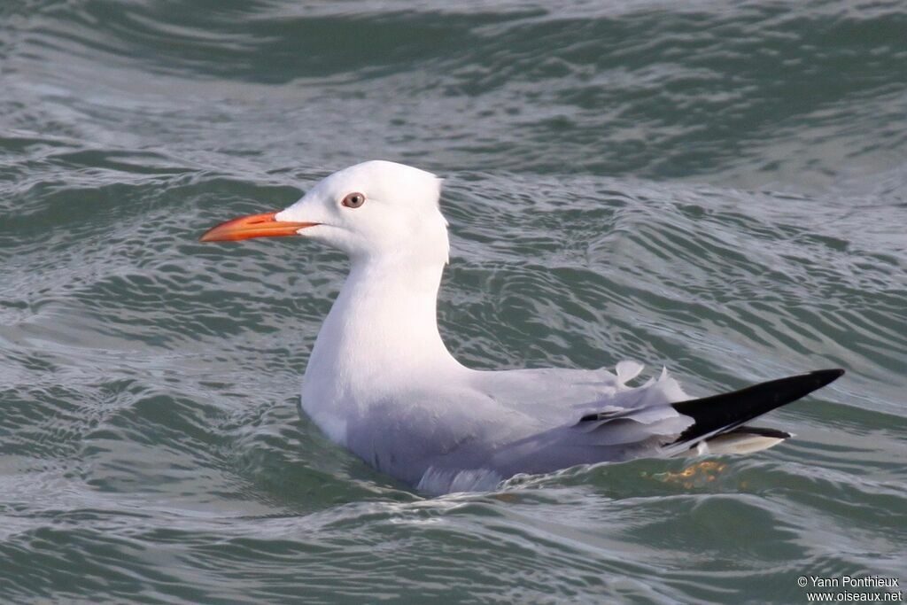 Slender-billed Gulladult post breeding