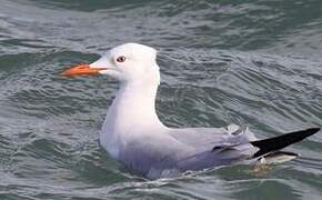 Slender-billed Gull