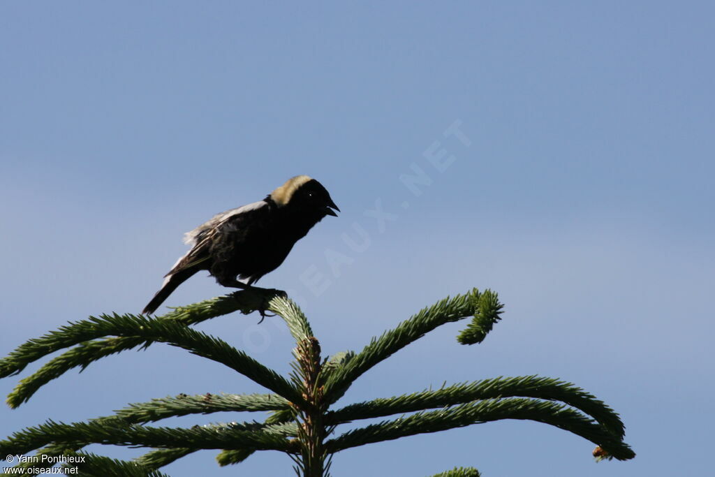 Bobolink male adult breeding
