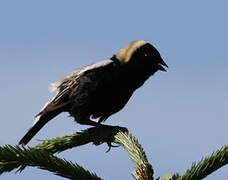 Bobolink