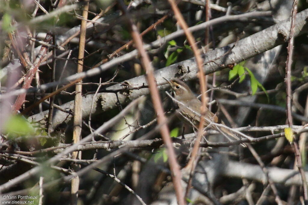 Bluethroat male First year