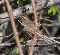 Bluethroat