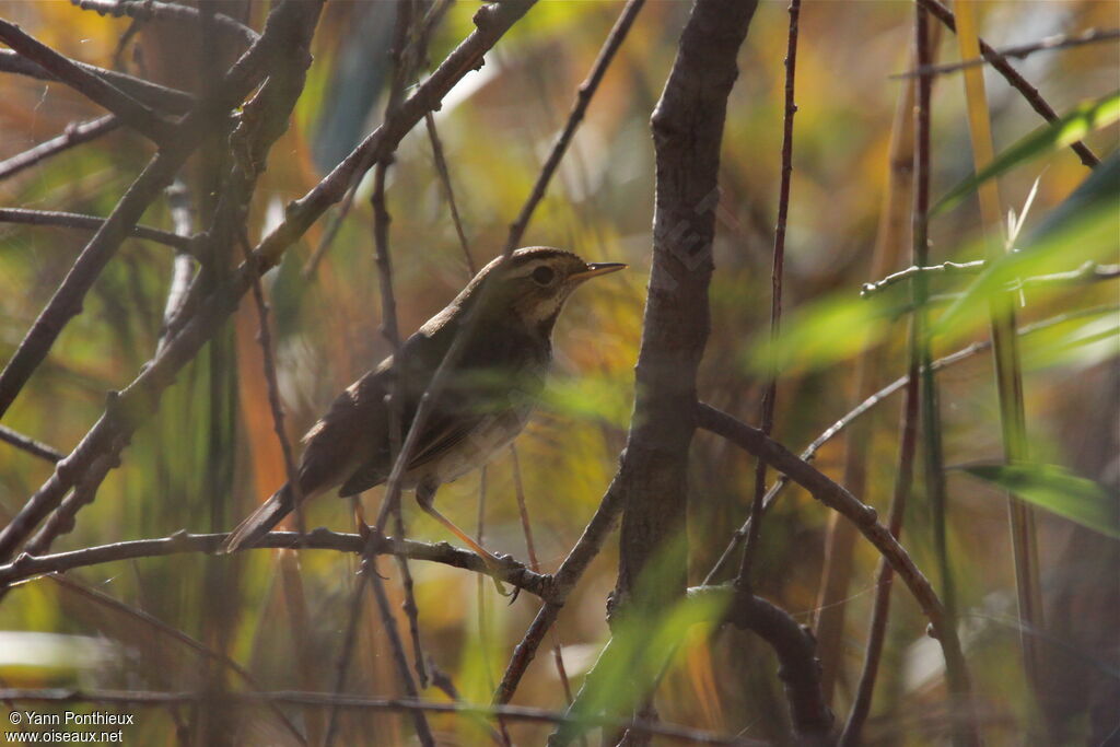 Bluethroat