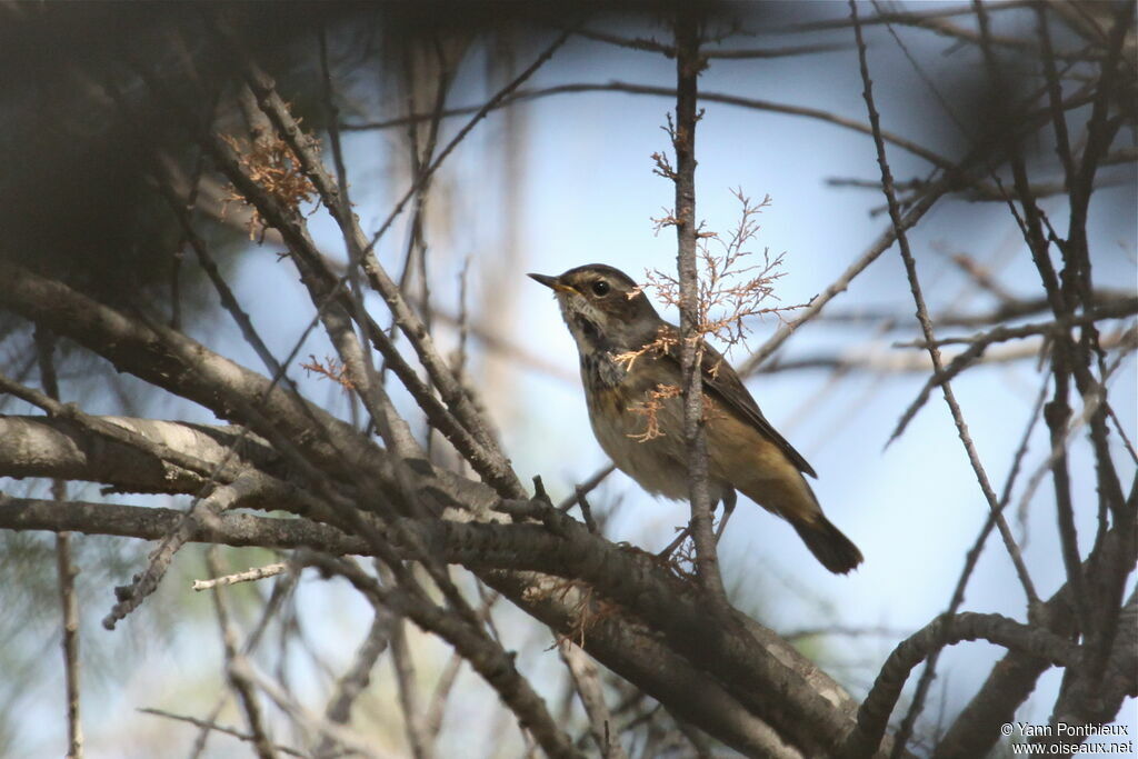 Bluethroat