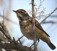 Bluethroat