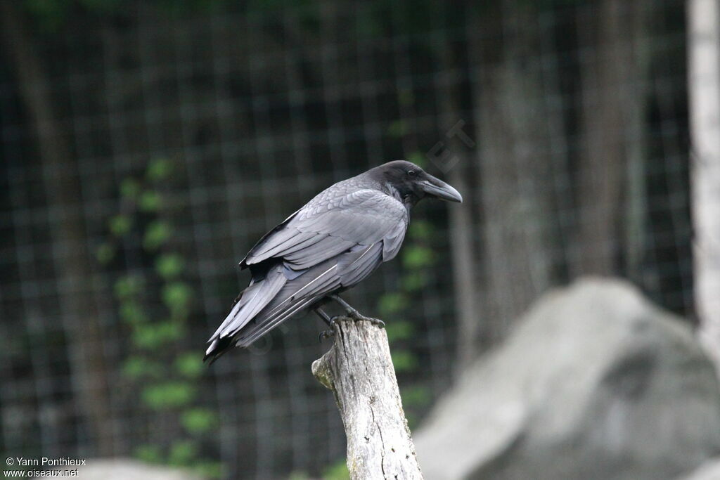 Northern Raven