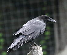 Northern Raven