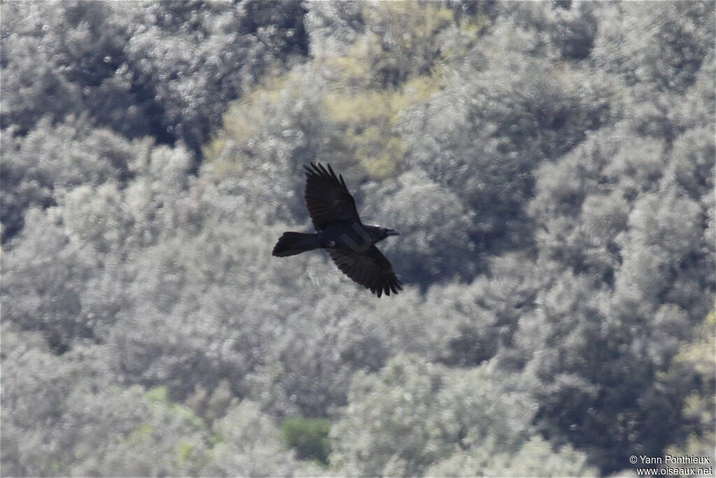 Northern Raven