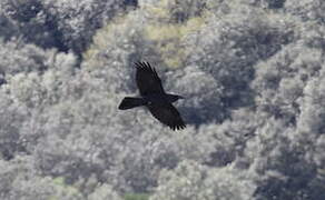 Northern Raven