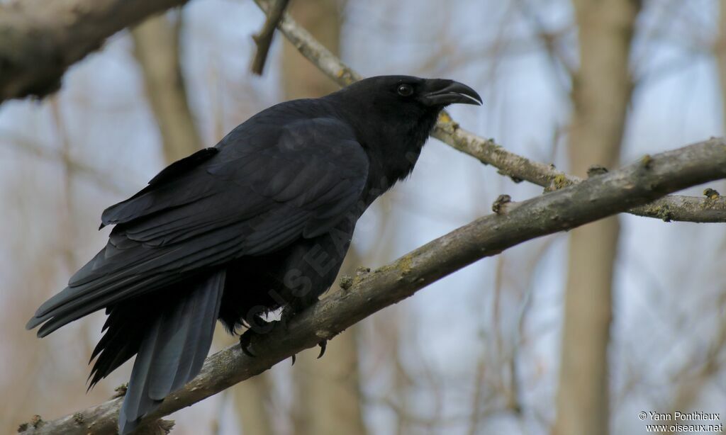 Northern Raven