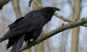 Northern Raven