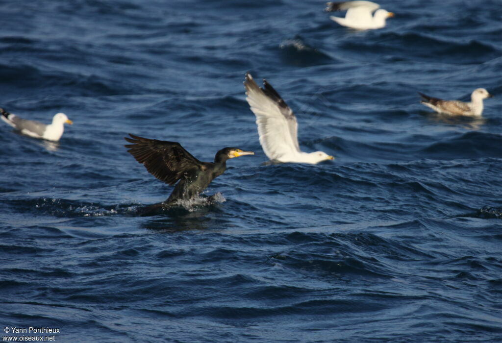 Great Cormorant