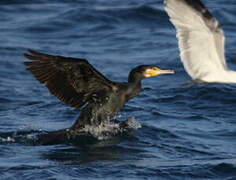 Great Cormorant