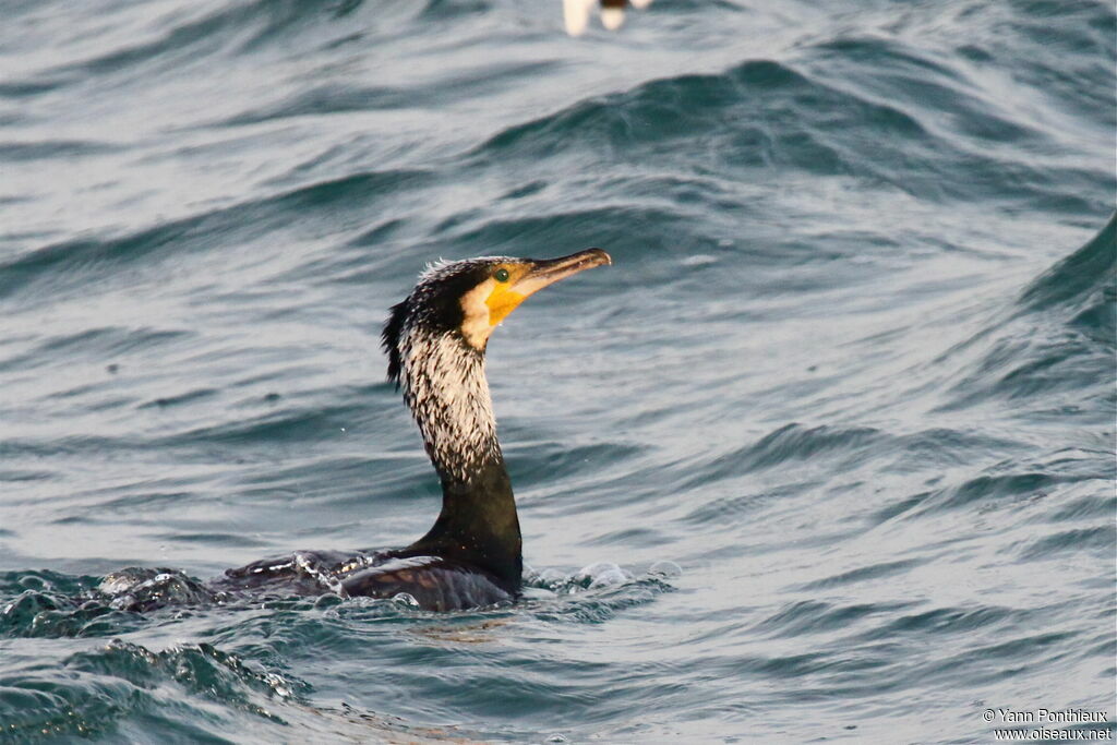 Great Cormorant