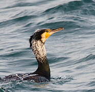 Great Cormorant