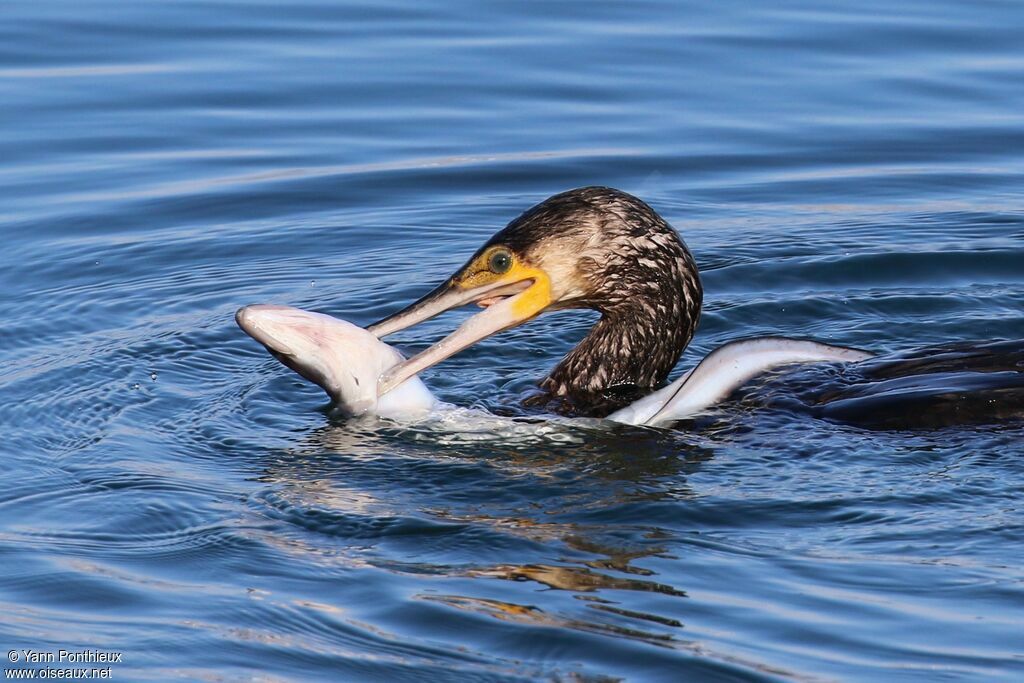 Great Cormorant